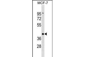 DMRT1 Antibody (C-term) (ABIN1537078 and ABIN2838164) western blot analysis in MCF-7 cell line lysates (35 μg/lane). (DMRT1 antibody  (C-Term))