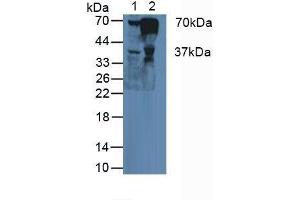Figure. (FGA antibody  (AA 124-214))