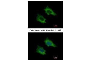 ICC/IF Image Immunofluorescence analysis of methanol-fixed HeLa, using PRPSAP2, antibody at 1:500 dilution. (PRPSAP2 antibody)