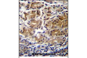 PDPR Antibdy (C-term) (ABIN655953 and ABIN2845339) immunohistochemistry analysis in formalin fixed and paraffin embedded human stomach tissue followed by peroxidase conjugation of the secondary antibody and DAB staining. (PDPR antibody  (C-Term))