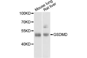 Western blot analysis of extracts of various cell lines, using GSDMD antibody (ABIN3211593) at 1/1000 dilution. (GSDMD antibody)