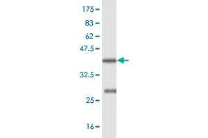 Western Blot detection against Immunogen (36. (BSCL2 antibody  (AA 263-354))