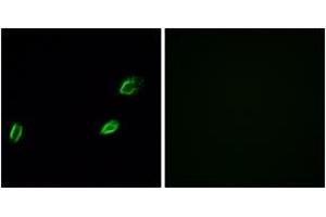Immunofluorescence (IF) image for anti-Olfactomedin-Like 2A (OLFML2A) (AA 311-360) antibody (ABIN2890951) (OLFML2A antibody  (AA 311-360))