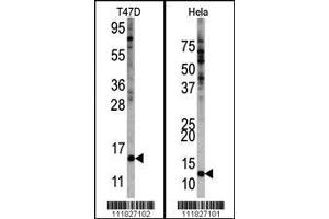 Western blot analysis of anti-FUBI Center Pab (AP1600c) in Hela and T47D cell line lysates. (FAU antibody  (AA 60-93))