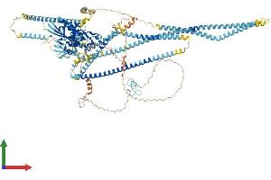 AlphaFold protein structure predicition of Human Recombinant KIF4B Protein, UniprotID Q2VIQ3 (KIF4B Protein (AA 1-1234) (His tag))