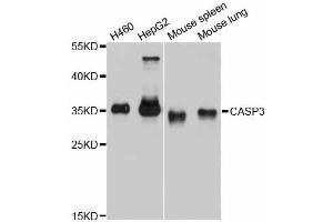 Western blot analysis of extracts of various cell lines, using CASP3 antibody (ABIN5997366) at 1/1000 dilution. (Caspase 3 antibody)