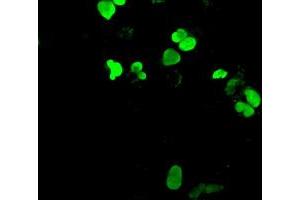 Anti-NEUROG1 mouse monoclonal antibody (ABIN2452622) immunofluorescent staining of COS7 cells transiently transfected by pCMV6-ENTRY NEUROG1 (RC207029). (Neurogenin 1 antibody)