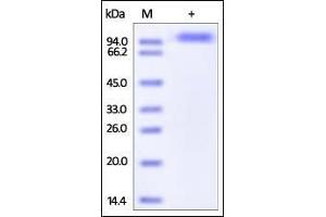 Human IL-27 Ra, Fc Tag on SDS-PAGE under reducing (R) condition. (IL27 Receptor alpha Protein (AA 33-514) (Fc Tag))
