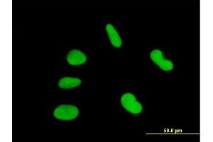 Immunofluorescence of purified MaxPab antibody to ZNF92 on HepG2 cell. (ZNF92 antibody  (AA 1-517))
