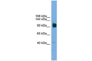 WB Suggested Anti-Zfp445 Antibody Titration:  0. (ZNF445 antibody  (Middle Region))