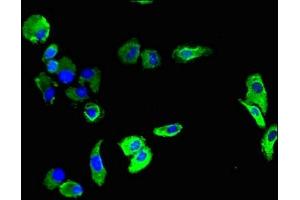 Immunofluorescence (IF) image for anti-Platelet/endothelial Cell Adhesion Molecule (PECAM1) (AA 525-586) antibody (ABIN7163576)