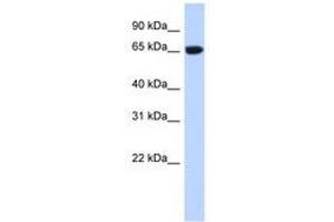 GTPBP2 抗体  (AA 35-84)