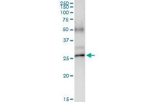 Immunoprecipitation of POLR2E transfected lysate using anti-POLR2E MaxPab rabbit polyclonal antibody and Protein A Magnetic Bead , and immunoblotted with POLR2E purified MaxPab mouse polyclonal antibody (B01P) . (POLR2E antibody  (AA 1-210))