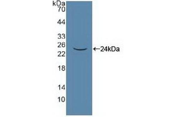 PANX1 抗体  (AA 228-411)