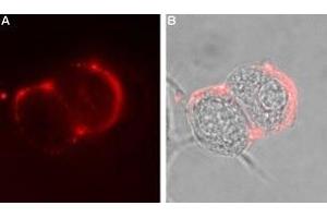 Expression of GABRA6 in rat PC12 cells - Cell surface detection of GABRA6 in intact living rat pheochromocytoma (PC12) cells. (GABRA6 antibody  (Extracellular, N-Term))