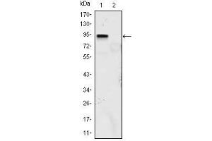 Western Blot showing KLF4 antibody used against KLF4 (aa2-470)-hIgGFc transfected HEK293 (1) and HEK293 (2) cell lysate. (KLF4 antibody)