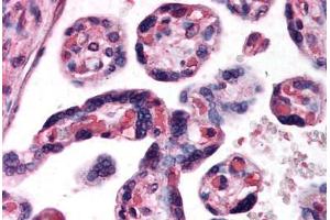 Human Placenta (formalin-fixed, paraffin-embedded) stained with DKK1 antibody ABIN296913 at 10 ug/ml followed by biotinylated anti-goat IgG secondary antibody ABIN481715, alkaline phosphatase-streptavidin and chromogen. (DKK1 antibody  (AA 250-262))