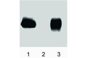 Western blot analysis of eNOS (pT495).