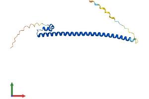 AlphaFold protein structure predicition of Mouse Recombinant Maff Protein, UniprotID O54791 (MafF Protein (AA 1-156) (His tag))