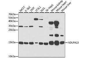 Western blot analysis of extracts of various cell lines, using NDUFA13 antibody.