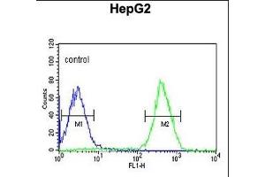 PUR4 Antibody (N-term) (ABIN650947 and ABIN2840005) flow cytometric analysis of HepG2 cells (right histogram) compared to a negative control cell (left histogram).