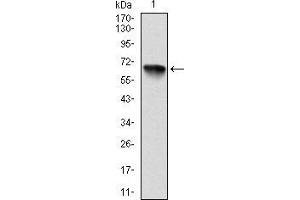 Western blot analysis using RSK2 mAb against human RSK2 (AA: 1-212) recombinant protein.
