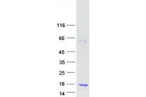 Validation with Western Blot (LYZL6 Protein (Myc-DYKDDDDK Tag))