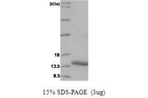 SDS-PAGE (SDS) image for Vesicle-Associated Membrane Protein 1 (Synaptobrevin 1) (VAMP1) (AA 1-91) protein (His tag) (ABIN667045)