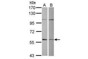 Image no. 1 for anti-Glutamate-Rich WD Repeat Containing 1 (GRWD1) (AA 1-273) antibody (ABIN1498535) (GRWD1 antibody  (AA 1-273))