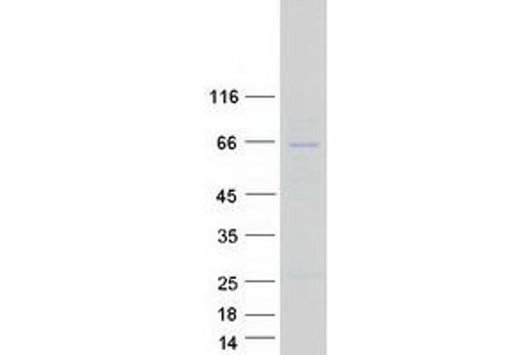 ANAPC7 Protein (Transcript Variant 1) (Myc-DYKDDDDK Tag)