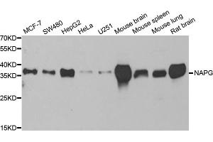 Western blot analysis of extracts of various cell lines, using NAPG antibody. (NAPG antibody)