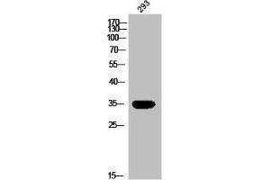 Western Blot analysis of 293 cells using Olfactory receptor 13G1 Polyclonal Antibody (OR13G1 antibody  (C-Term))