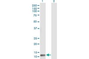 Western Blot analysis of FLJ37478 expression in transfected 293T cell line by FLJ37478 MaxPab polyclonal antibody. (NAT8L antibody  (AA 1-134))
