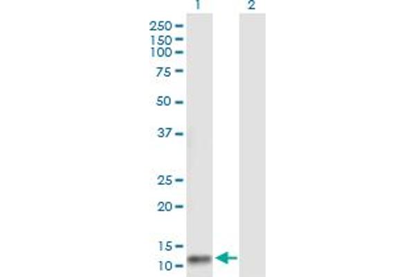 NAT8L antibody  (AA 1-134)