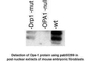 Image no. 2 for anti-Optic Atrophy 1 (Autosomal Dominant) (OPA1) (AA 500-600), (Internal Region) antibody (ABIN363578)