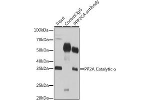 Immunoprecipitation analysis of 200 μg extracts of 293T cells using 3 μg PP2A Catalytic α antibody .