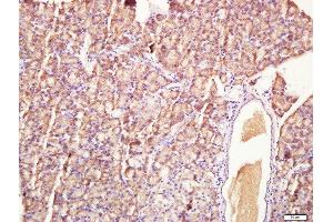 Paraformaldehyde-fixed, paraffin embedded rat pancreas, Antigen retrieval by boiling in sodium citrate buffer (pH6. (HEG1 antibody  (AA 1151-1381))