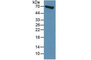 Rabbit Capture antibody from the kit in WB with Positive Control: Human BXPC-3 cells. (Moesin ELISA Kit)