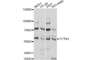 Western blot analysis of extracts of various cell lines, using TCTN1 antibody (ABIN6292812) at 1:1000 dilution. (TCTN1 antibody)