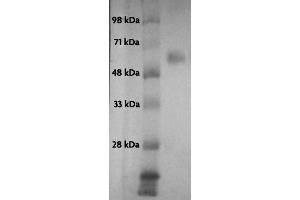 Recombinant p53 protein analyzed by Western blot. (p53 Protein (His tag))