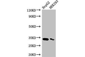 Western Blot Positive WB detected in: HepG2 whole cell lysate, HEK293 whole cell lysate All lanes: CRKL antibody at 3. (CrkL antibody  (AA 98-303))