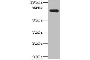 Western blot All lanes: ADGRL4 antibody at 4 μg/mL + Hela whole cell lysate Secondary Goat polyclonal to rabbit IgG at 1/10000 dilution Predicted band size: 78 kDa Observed band size: 78 kDa (ELTD1 antibody  (AA 85-299))
