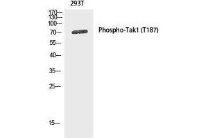 Western Blot analysis of 293T cells using Phospho-MAP3K7 (Thr187) Polyclonal Antibody at dilution of 1:1000 (MAP3K7 antibody  (pThr187))