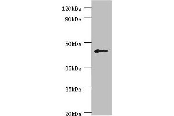 DUSP7 antibody  (AA 160-419)