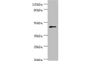 Western blot All lanes: Dual specificity protein phosphatase 7 antibody at 10 μg/mL + HepG2 whole cell lysate Secondary Goat polyclonal to rabbit IgG at 1/10000 dilution Predicted band size: 45, 41 kDa Observed band size: 45 kDa (DUSP7 antibody  (AA 160-419))