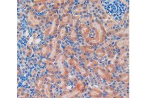IHC-P analysis of Mouse Kidney Tissue, with DAB staining. (TLR4 antibody  (AA 26-269))