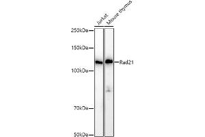 RAD21 antibody