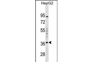 EDA2R Antibody (C-term) (ABIN1536976 and ABIN2849888) western blot analysis in HepG2 cell line lysates (35 μg/lane). (Ectodysplasin A2 Receptor antibody  (C-Term))