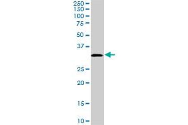 PRPS1L1 antibody  (AA 146-243)