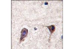 Formalin-fixed and paraffin-embedded human brain tissue reacted with HS2ST1 antibody (N-term), which was peroxidase-conjugated to the secondary antibody, followed by DAB staining. (HS2ST1 antibody  (N-Term))